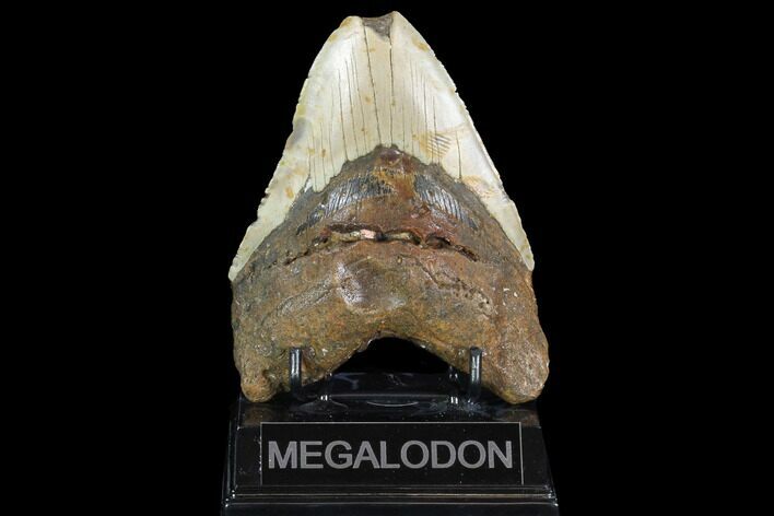 Bargain, Megalodon Tooth - North Carolina #101348